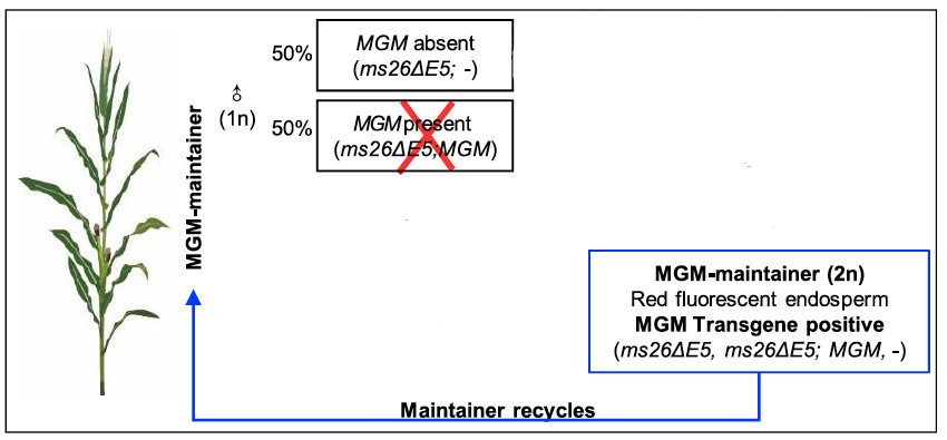 Cette lignée sera donc fertile et regardons ce qui se passera au moment de la production des gamètes :Coté mâle : seuls les gamètes mâles dépourvus de transgène sont viables et transmette la disruption du gène ZmMS26