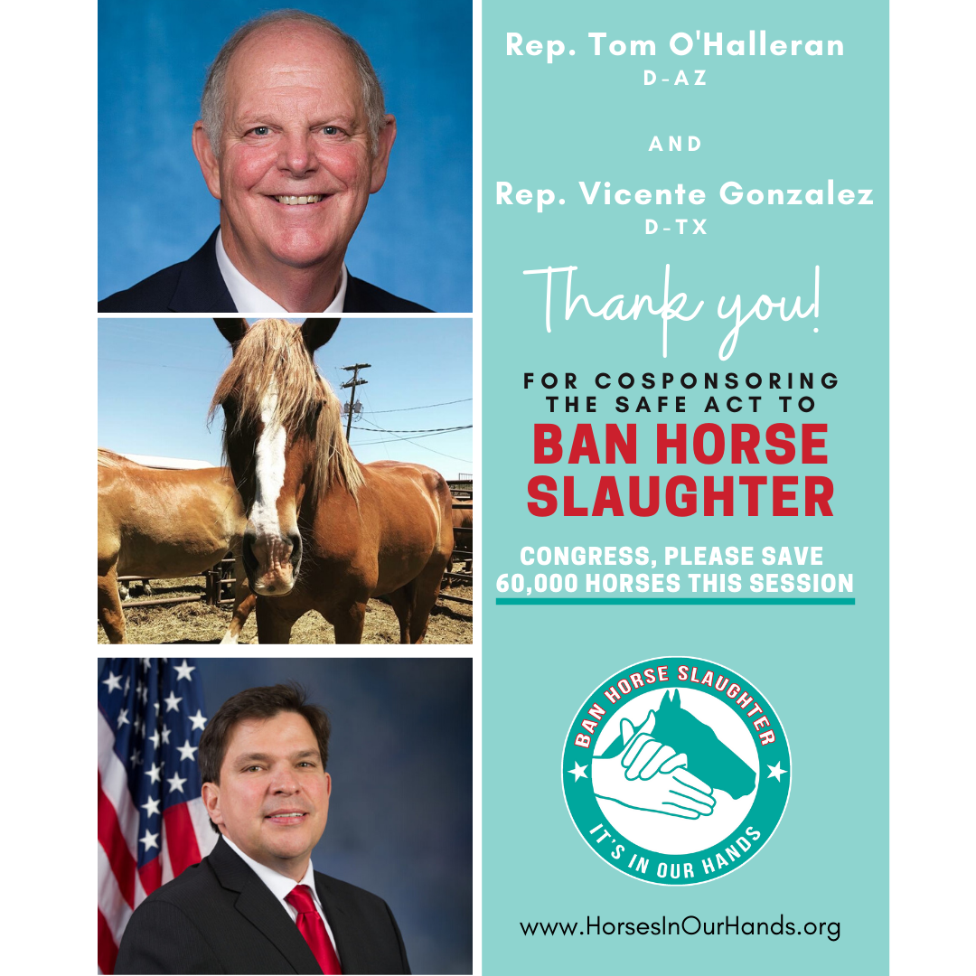 HorsesInOurHand's tweet photo. Good News! @RepOHalleran and @RepGonzalez just cosponsored the #SAFEAct to #BanHorseSlaughter! That gives us 231 bipartisan cosp. Has your legislator signed up? It takes 60 secs to send them a note, just visit https://t.co/HY7GRAJmHp #Yes2SAFE #IOHAF #EndHorseSlaughter https://t.co/HM2V5UcuC3