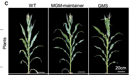 Les auteurs ont caractérisé les plantes SMG et MGM issues d'une lignée choisie et ont caractérisé différents critères :- leur morphologie globale (WT = lignée de départ)