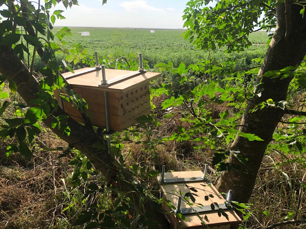BAgroecologia's tweet photo. Y así instalabamos los experimentos en diferentes campos de la provincia de Córdoba en el verano 2020.@leonardoamaril4 @galettoleo @JulioPriotti @demian_monti @guilledelg. #hotelesdeinsectos,#polinizadores,#jaulasdeexclusion. https://t.co/tCsqZF0YOx