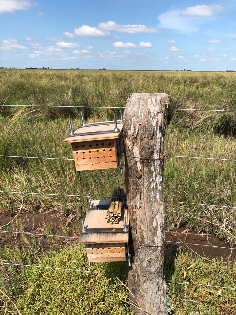Y así instalabamos los experimentos en diferentes campos de la provincia de Córdoba en el verano 2020.@leonardoamaril4 <a href="/galettoleo/">leogaletto</a> <a href="/JulioPriotti/">Julio Priotti</a> <a href="/demian_monti/">Demian Monti</a> <a href="/guilledelg/">Guillermo  Delgado</a>. #hotelesdeinsectos,#polinizadores,#jaulasdeexclusion.