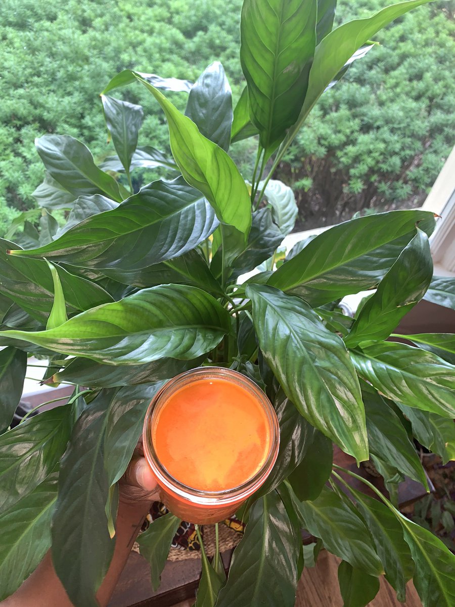 juicedujour's tweet photo. This mornings’ juice tastes like Paradise! 

Orange, carrot, apple, ginger and pineapple!

I feel like I’m on an island! 🌴

#plants #natural #juicing #juicingforhealth #juicingforwellness #naturalremedy #naturalmedicine #guthealth #immunity #inflammation #ginger #covid19 https://t.co/0GWnaCxzhb