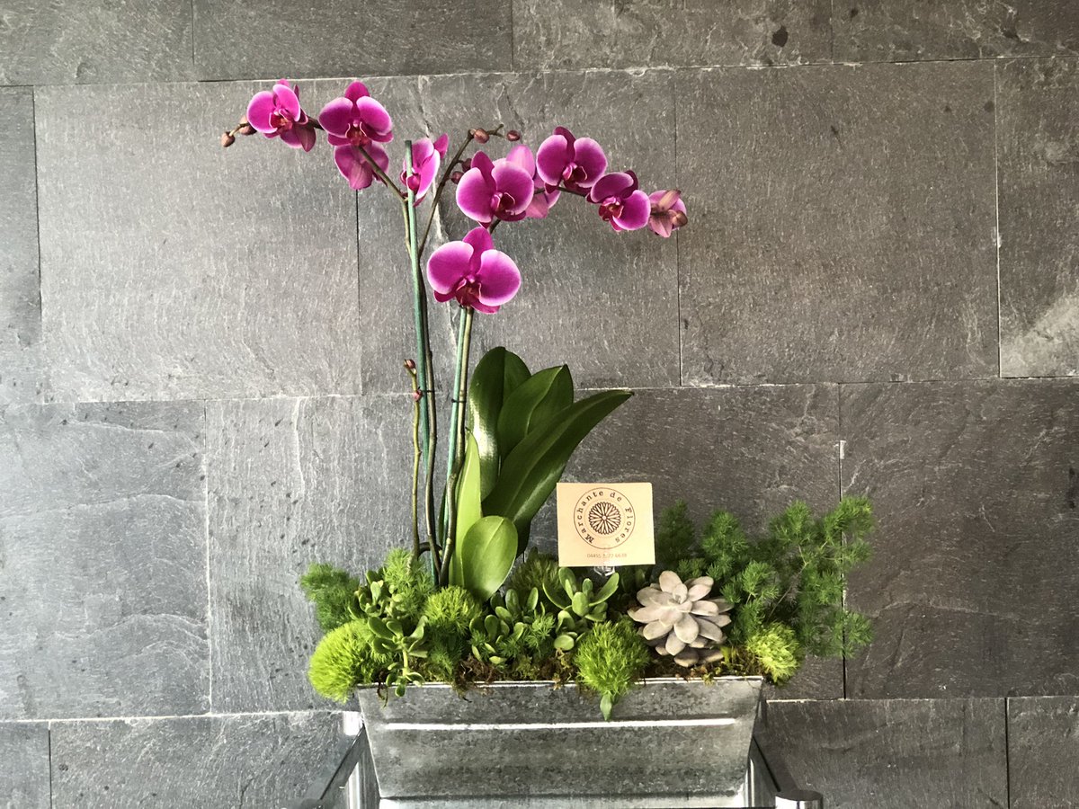 #FelizViernesATodos #marchantedeflores #cdmx #orquidea #orchid #phalaenopsis #suculenta #succulents #diseñofloral #flowerarrangement Envío a domicilio