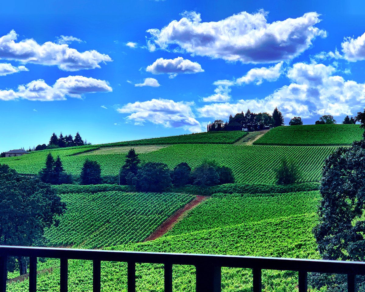 Wine tasting at one of over 500 Oregon vineyards yesterday was perfect. #oregonvineyards