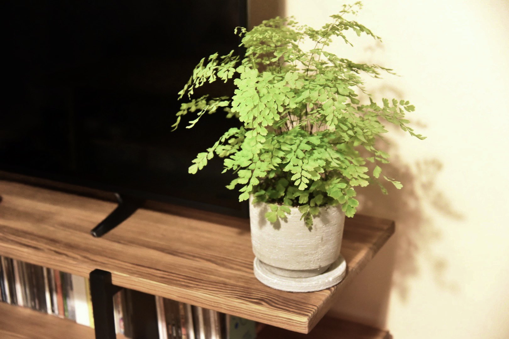 はーたん また観葉植物買ってしまった 日陰に強いシダ類の植物を買って テレビ横と玄関に置いてみた T Co 2ryajn0iev Twitter