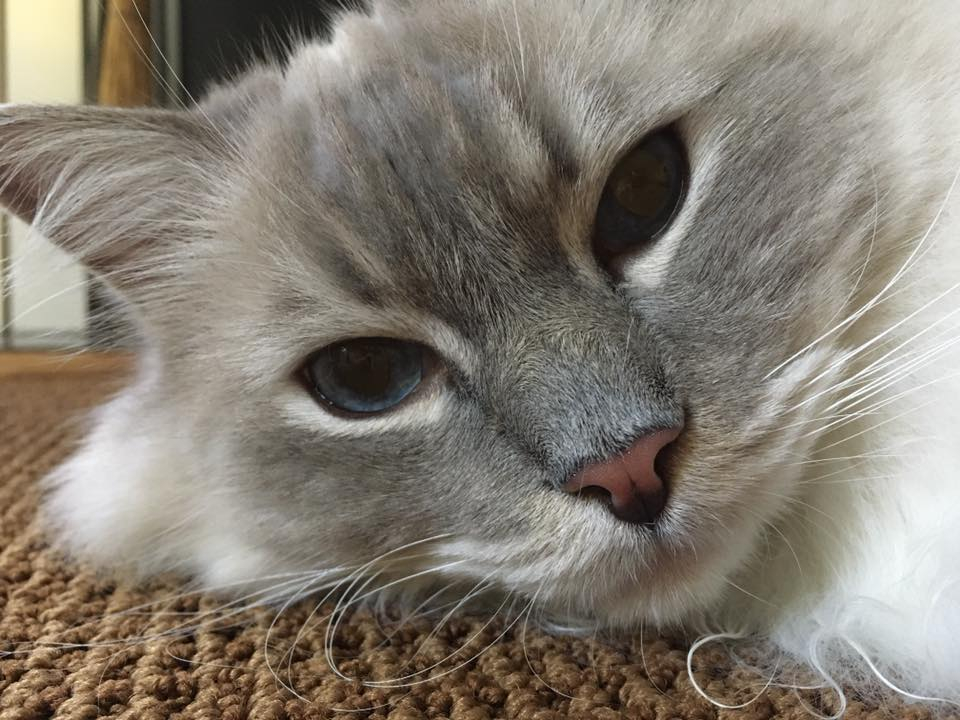 floppycats's tweet photo. Caption this look.
.
.
.
.
.
.
.
.
. #hilariousposts
#introvertlife
#sorelatable
#bookwormlife
#readersgonnaread
#booksaremylife
#bookloversofinstagram
#bookpile
#booksbooksandmorebooks
#bookworm_insta
#bookwormforlife
#introverted
#overthinker
#growingupshy
#relatablecontent
#re https://t.co/TdRu9nlHY4