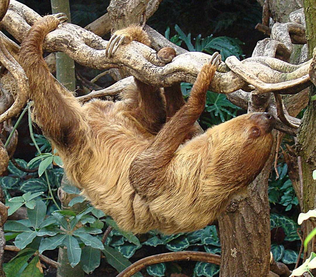 Our last sloth species is the Linnaeus's two-toed sloth (Choloepus didactylus).These  #sloths look similar to the Hoffmann's sloth above. They are also primarily nocturnal.In terms of size, they're as big as a small dog. #nature  #animals