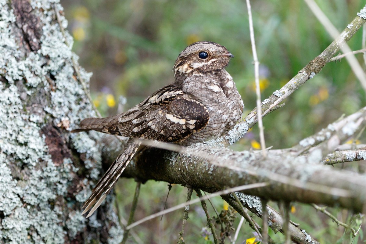 Update on Hatfield Moor NNR:
After the fire some areas are starting to show signs of recovery, and nightjars have returned to the burnt areas. 

Much of the site has re-opened, with areas that are not safe well signposted. 

Find out more here: naturalengland.blog.gov.uk/2020/05/26/hat…