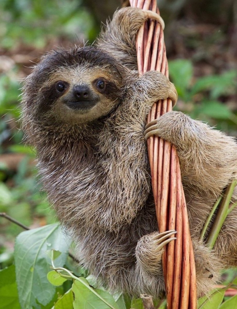 You've reached the end of this thread. Here are some more  #sloths.