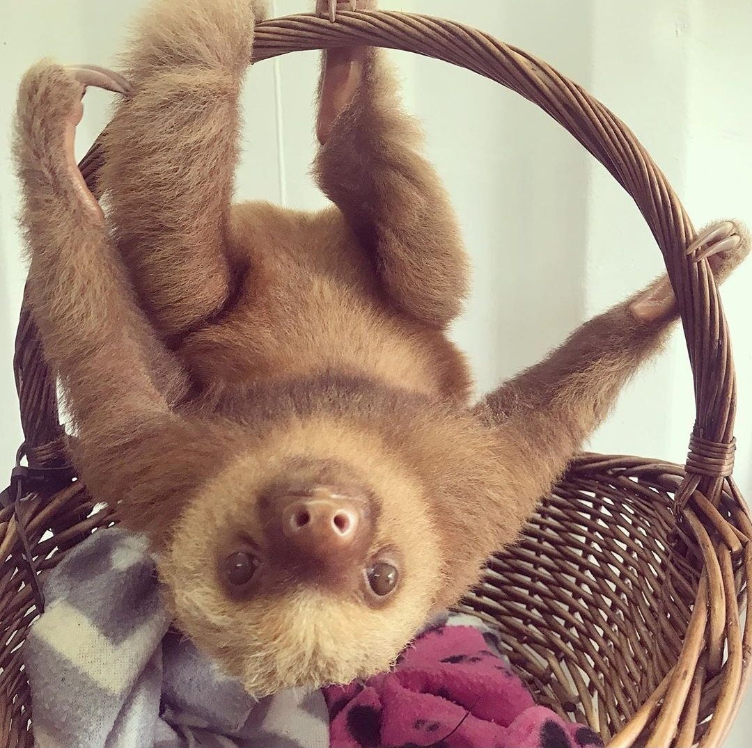 You've reached the end of this thread. Here are some more  #sloths.