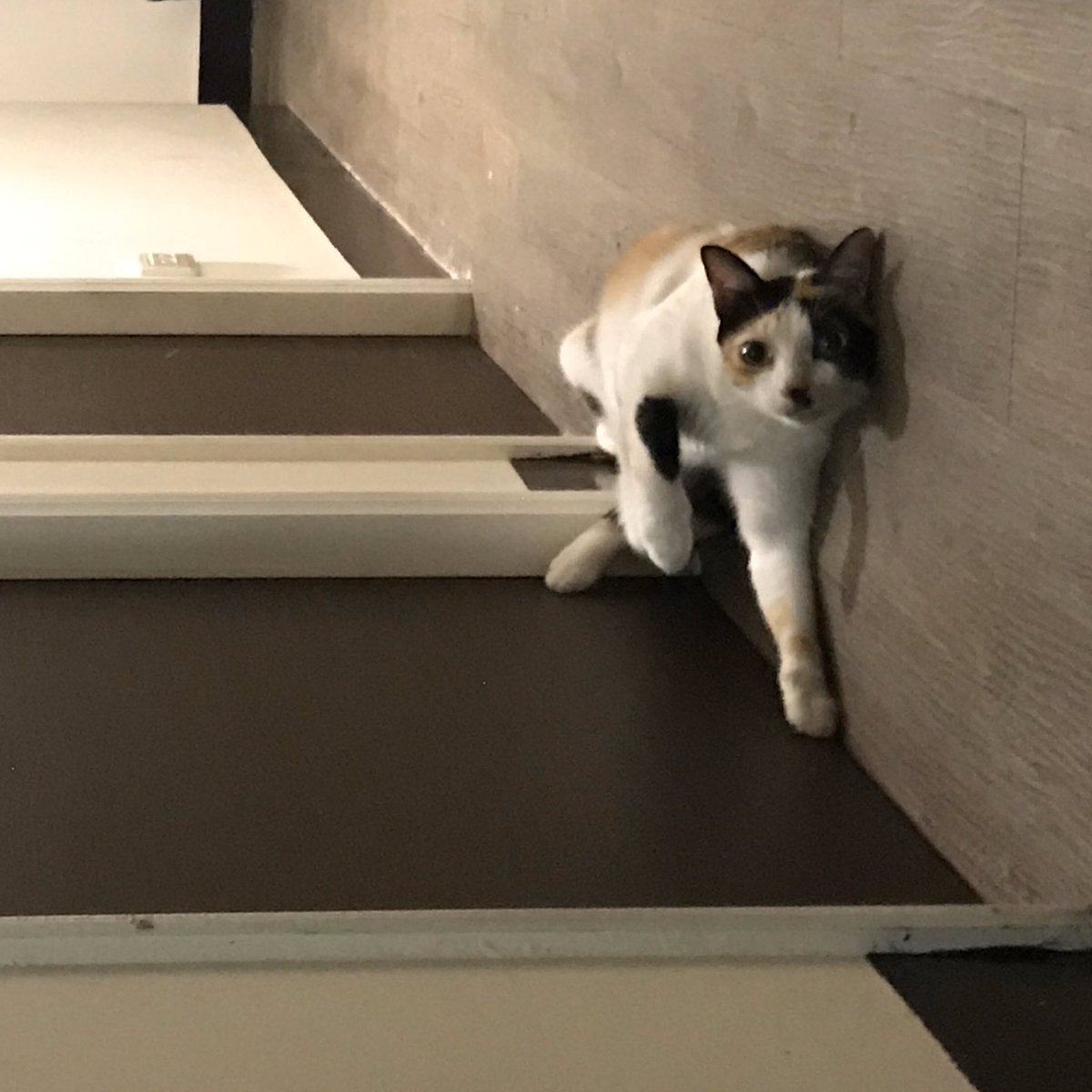 duoduo_000's tweet photo. #ねこの写真へたくそ選手権 https://t.co/yqnilef44O