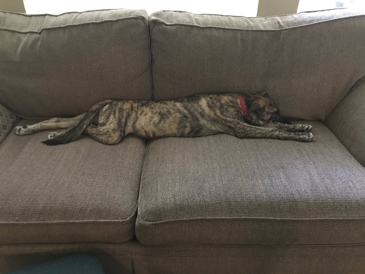mrskppearce's tweet photo. Coworker eagerly awaiting zoom time with the boss. #coworker #govipers #fridayzoom https://t.co/CBQv2qLHUY