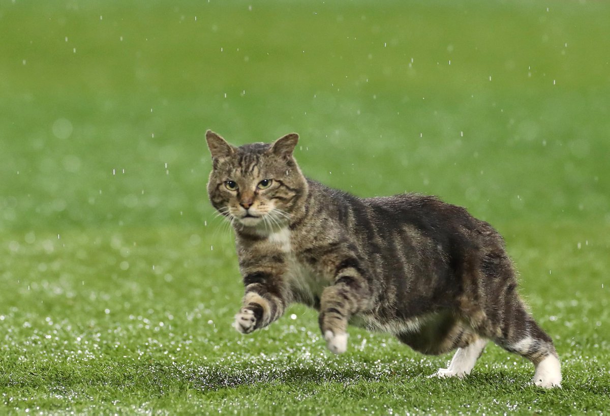 試合後 グラウンドに飛び出した猫 巨人今村初勝利 雨天６回コールド ｄｅｎａ戦詳細 Togetter