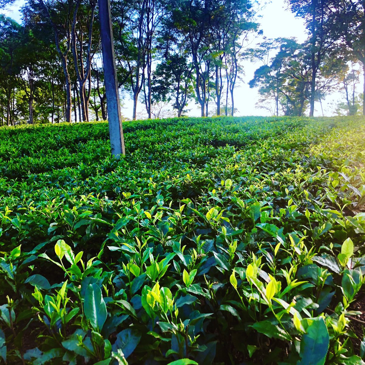 Sun out after weeks of incessant rain.
#nuxalbaritea #monsoons #ClimateChange #singleestate #heritagetea