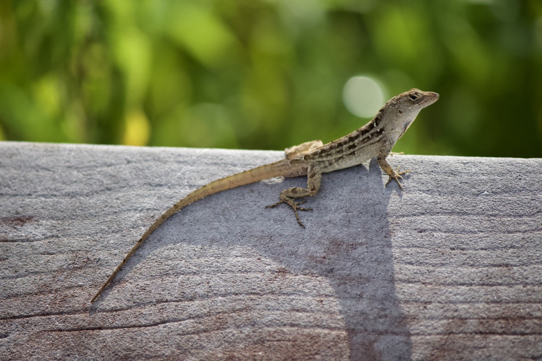 29. brown anole. these guys are very invasive in florida (and the US in general, they are native to the caribbean) and have driven our native green anoles to limit their range to primarily treetop level.