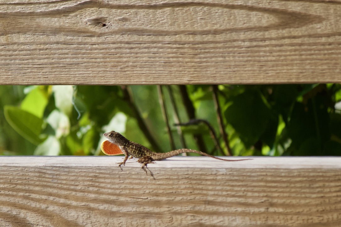 29. brown anole. these guys are very invasive in florida (and the US in general, they are native to the caribbean) and have driven our native green anoles to limit their range to primarily treetop level.