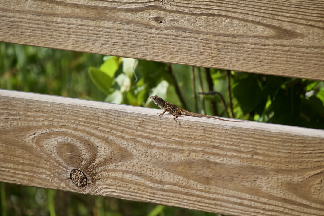 29. brown anole. these guys are very invasive in florida (and the US in general, they are native to the caribbean) and have driven our native green anoles to limit their range to primarily treetop level.