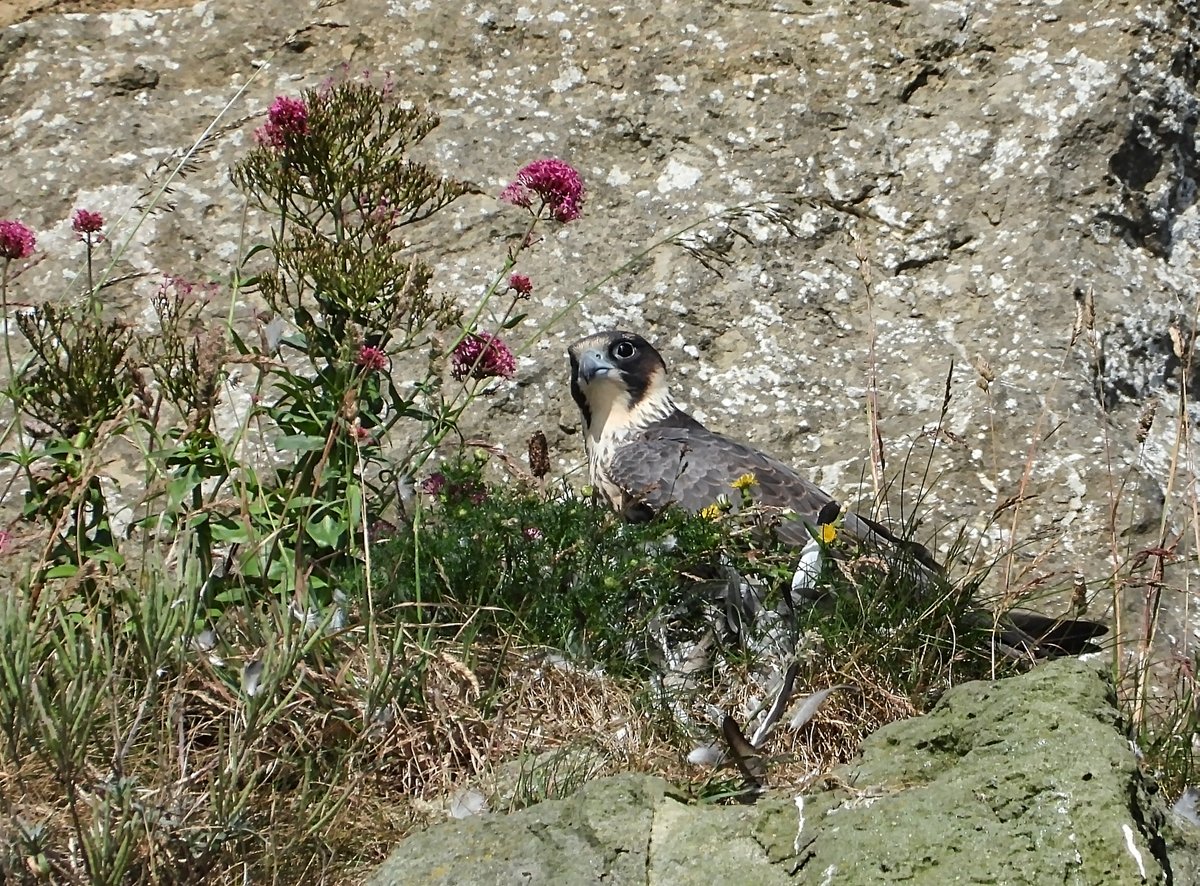 Scar_Peres's tweet photo. Great to see how well the Young Peregrines are getting on this morning, Couple of close up shots to show what lovely birds they are. #peregrines #fledglings #Scarborough #RSPB #Bempton #Falcon https://t.co/a3mgmY6jmk