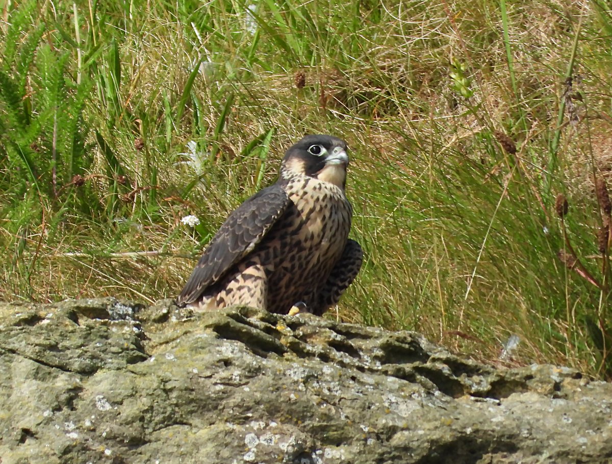 Scar_Peres's tweet photo. Great to see how well the Young Peregrines are getting on this morning, Couple of close up shots to show what lovely birds they are. #peregrines #fledglings #Scarborough #RSPB #Bempton #Falcon https://t.co/a3mgmY6jmk