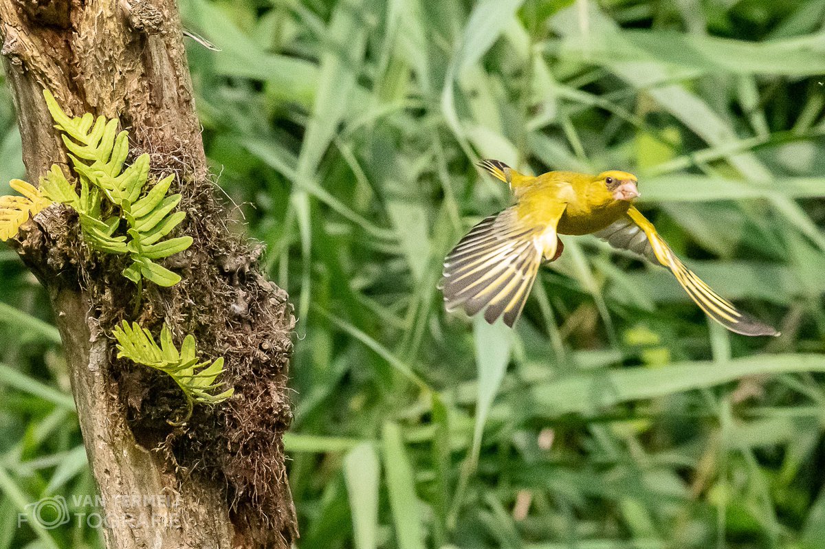 Mooie beelden van een #groenling  #alblasserwaard #vogelspotten #vogelfotografie #birds #greenfinch #NationalGeographic @vogelnieuws