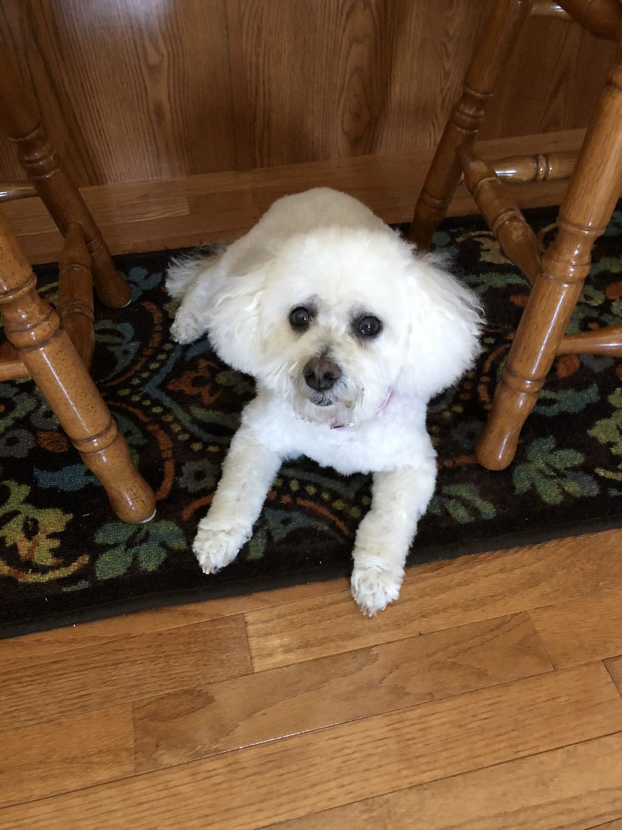 alexak327's tweet photo. @gtconway3d #Dogs4Biden Miley is definitely supporting @JoeBiden https://t.co/qQpbA8Ylvd