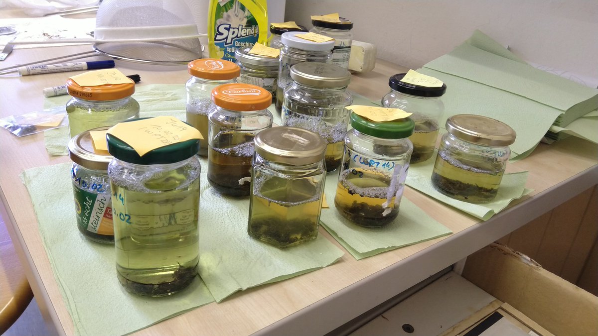 TSchenekar's tweet photo. Our master's student Julia starting her lab work on morphological #dietanalysis of #EurasianOtter. We are excited to see which fish species (and beyond!) she will identify! https://t.co/GPzlrGn8Eh