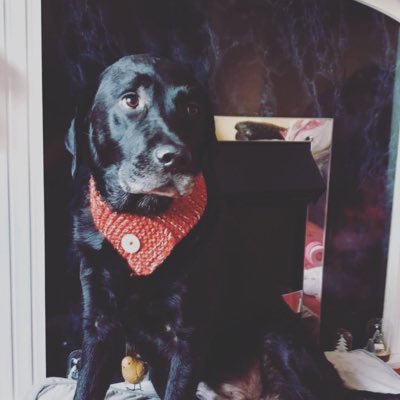 Devon_The_Dog's tweet photo. #NewProfilePic https://t.co/oN2JIqTCCE