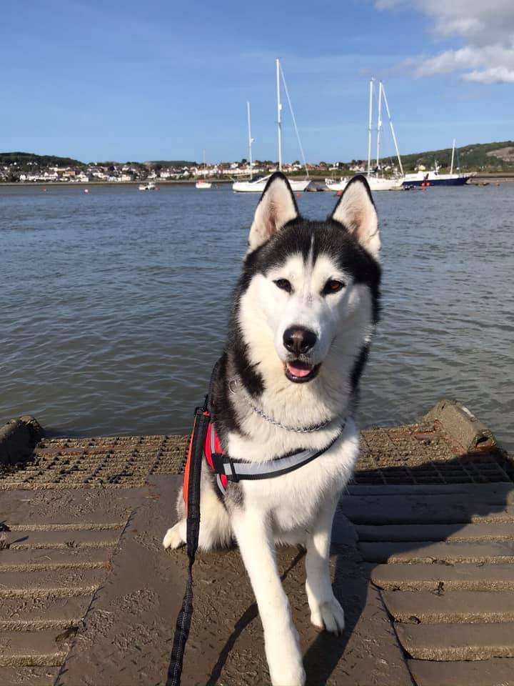 gelert01's tweet photo. #LOKI missing #LlynIdwal #Bethesda #GlyderMountains 17/07/2020 #Gwynedd #NorthWales Owner Contact :(079) 538-99819
@SiopOgwen @Llais_Ogwan @DyffrynOgwen
@HanesDyffOgwen @PenybrynPesda
@cochbach @angharade @AnnaJ1979
Ma #LOKI yn Ddall https://t.co/wnM8ckzEnm