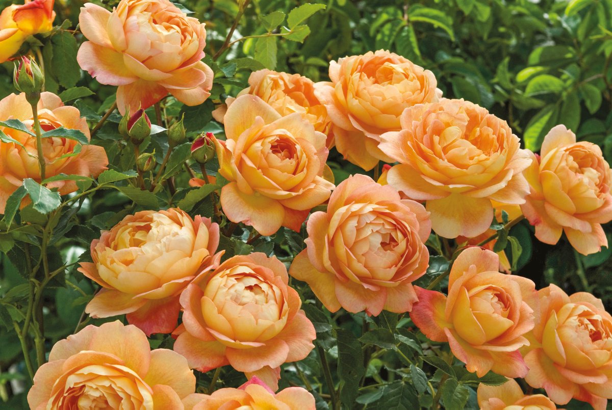 Lady of Shalott is a striking #rose with beautiful chalice-shaped #blooms. It has a pleasant, warm Tea #fragrance, with hints of spiced apple and cloves. 

Do you have this rose in your collection?