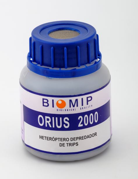 biomip_sl's tweet photo. Confía en el Orius de Biomip para preservar tu cultivo de pimiento libre de virus.
#orius #biomip #biocontrol #pimientos #trips https://t.co/KiAAW9HxYE