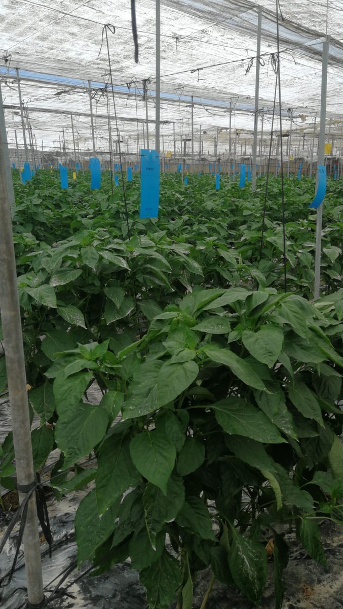 biomip_sl's tweet photo. Confía en el Orius de Biomip para preservar tu cultivo de pimiento libre de virus.
#orius #biomip #biocontrol #pimientos #trips https://t.co/KiAAW9HxYE