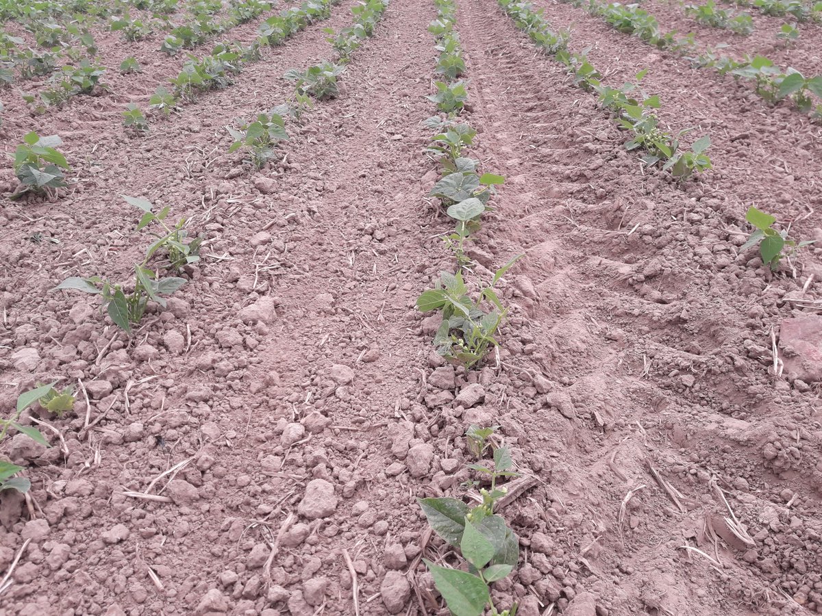 LDelanote's tweet photo. #wildschade #hazen is groter probleem dan onkruid in deze biobonen. Zelfs de schrikpop wordt er moedeloos van. Natuurlijk evenwicht is zoek. Boer betaalt het gelag. https://t.co/fZ6KZJOWG8