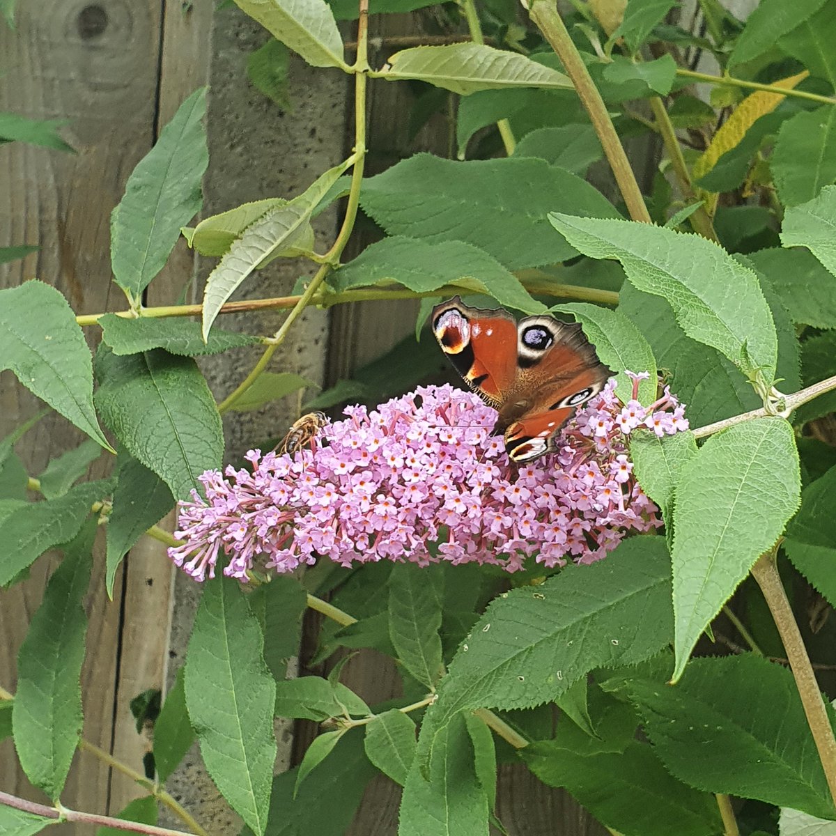 OceansWhisper's tweet photo. At least 5 peacock butterfly's and 2 red admirals spotted on my buddleia this morning 🦋🌿🥰 #ButterflyCount https://t.co/5ygHDPgHSQ