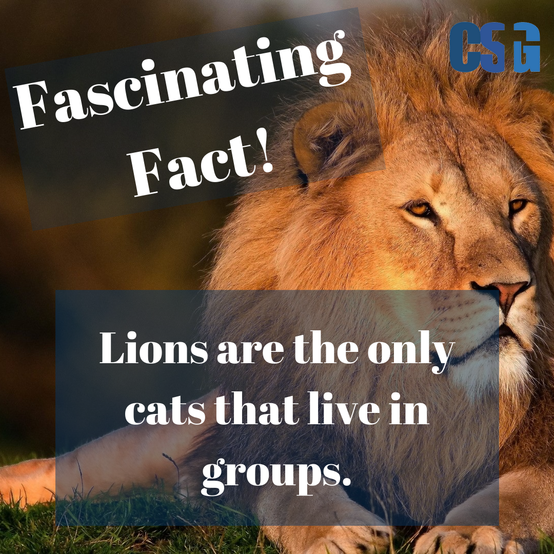 CSGGreenville's tweet photo. Your interesting fact for the day!
*
*
#factfriday #thoughtforthursday #questionoftheday #biblical #creation #youngearth  #creationism #creationstudygroup #bible #Godiswise #trustGod #truth #faith #evolution #God
#fascinatingfact #snakes https://t.co/oRTglsr36A