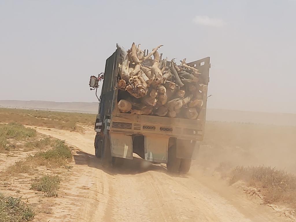 Actionsomalia's tweet photo. We are still cutting trees and destroying our envt. This driver cut down many trees and he will sell them for ONLY 100 USD but the damage caused to the envt is far more expensive and destructive, threatening our future and that of the next generation. https://t.co/p85MVOfx6c