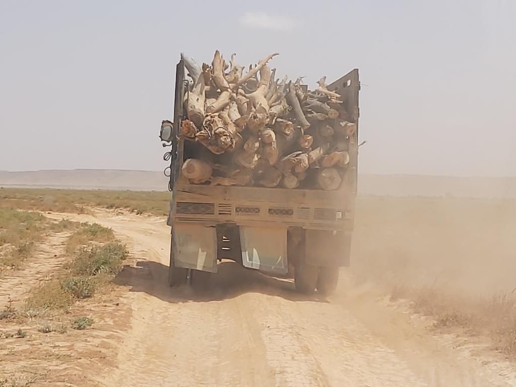 Actionsomalia's tweet photo. We are still cutting trees and destroying our envt. This driver cut down many trees and he will sell them for ONLY 100 USD but the damage caused to the envt is far more expensive and destructive, threatening our future and that of the next generation. https://t.co/p85MVOfx6c