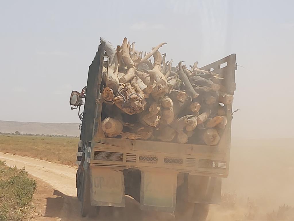 Actionsomalia's tweet photo. We are still cutting trees and destroying our envt. This driver cut down many trees and he will sell them for ONLY 100 USD but the damage caused to the envt is far more expensive and destructive, threatening our future and that of the next generation. https://t.co/p85MVOfx6c