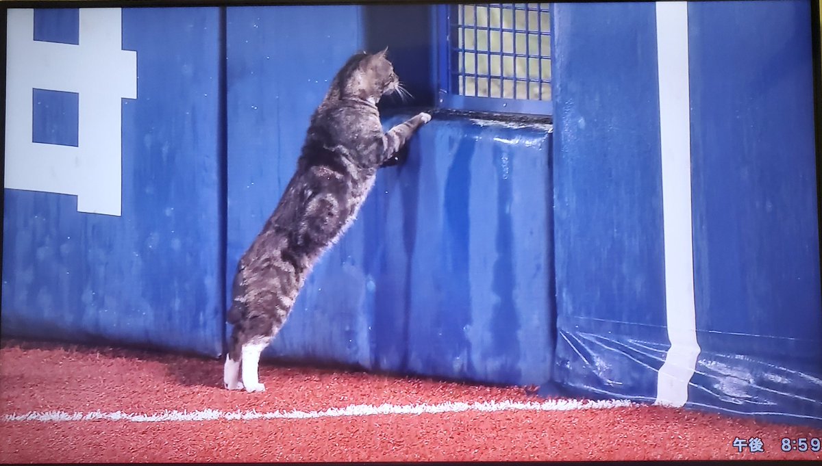 ハマスタに乱入した猫さん 球場内を走り回る様子をテレビで実況中継される なお 試合は雨天コールドで終了 Togetter