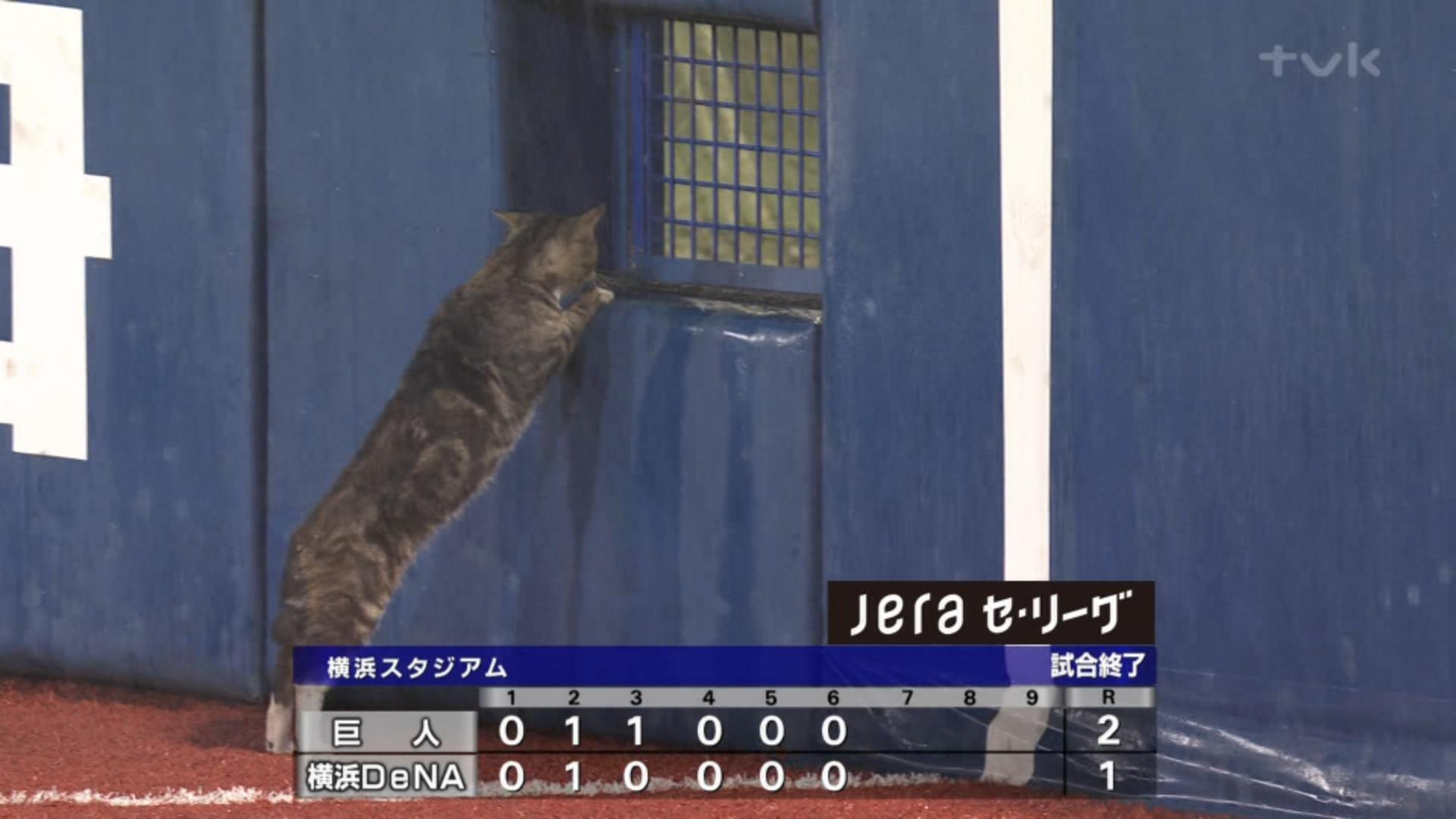 Tomo 雨天コールド後の横浜スタジアムに猫乱入 レフト側の普段開いてる場所が閉まってて困惑する猫めっちゃ可愛い
