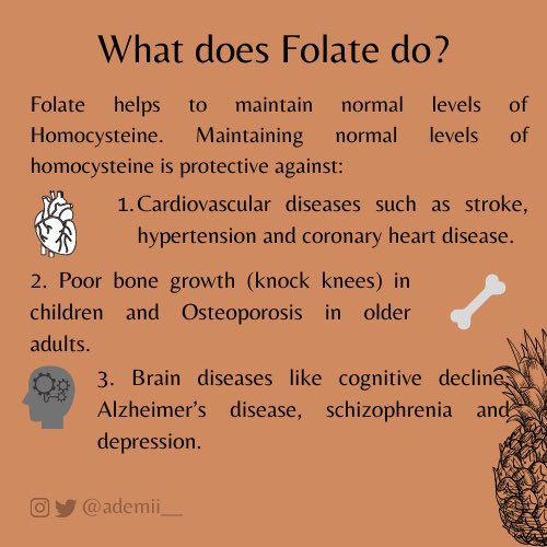 So, what does Folate do in the body? 1. Folate is important for normal fetal (foetus) growth and development, especially their brain and spinal cord 2. It is required for DNA synthesis  3. It helps to maintain normal levels of homocysteine.