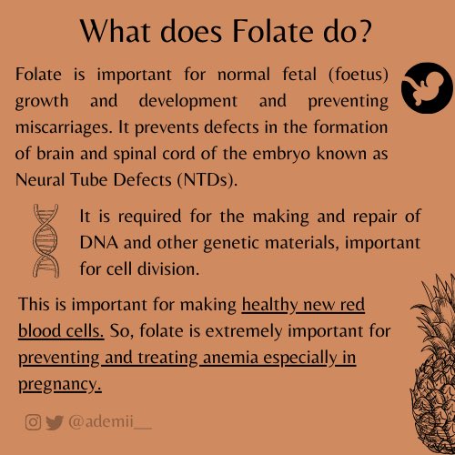 So, what does Folate do in the body? 1. Folate is important for normal fetal (foetus) growth and development, especially their brain and spinal cord 2. It is required for DNA synthesis  3. It helps to maintain normal levels of homocysteine.