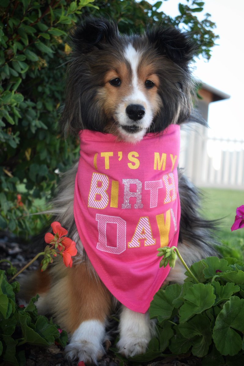 SLeesi17's tweet photo. Its my Birfday Friends!! I’m 6 years old. 6 years of eating, tasting, and chomping away. To many more!!
Have a fabulous Friday. 
#dogsoftwitter #doglovers #birthdaygirl #sheltie https://t.co/lpsD4sM20t