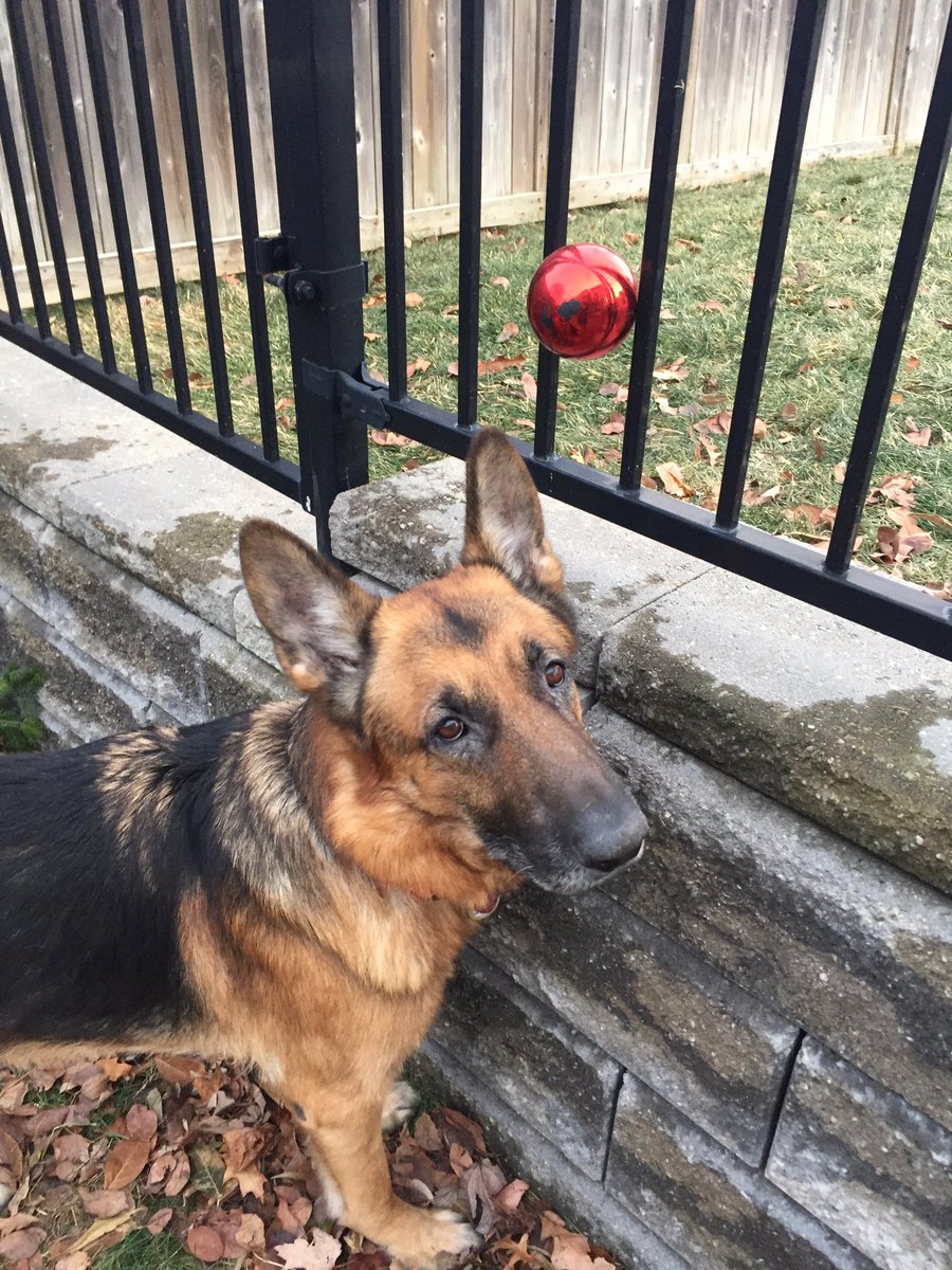 Nance_EB's tweet image. 🌈20/12/10-15/7/20 Bramley, my ❤️ best boy. He was my ever present shadow. He was so brave, so strong and the kindest,  gentlest soul. Nothing kept him down. I had to do right by my little man. My heart is numb. The silence is deafening. Love you forever, Buba.