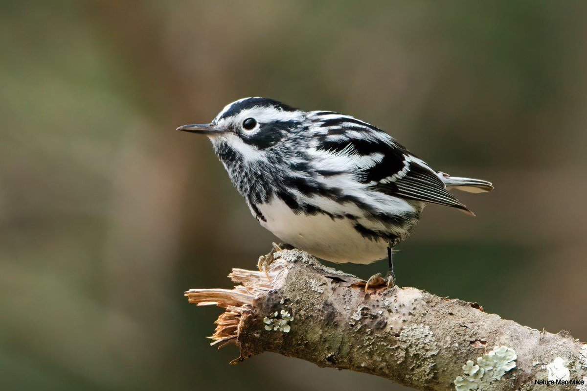 NatureManMike's tweet photo. Black-and-white Warbler posing for me. 
#birdphotography #bird_captures #your_best_birds #warblers #blackandwhitewarbler #eye_spy_birds #allmightybirds #warblercrazy #birdsofinstagram #planetbirds #ip_birds #emeraldnecklaceparks #birdselite #TwitterNatureCommunity #naturelovers https://t.co/8ei0RXJYjF