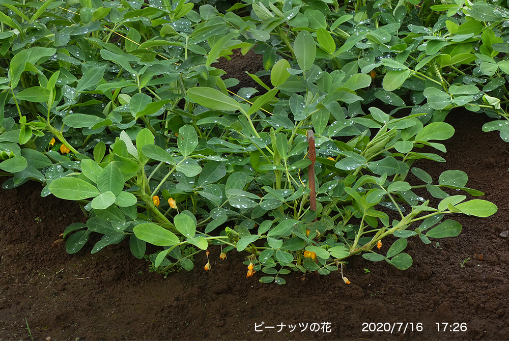 落花生の花 Twitter Search Twitter