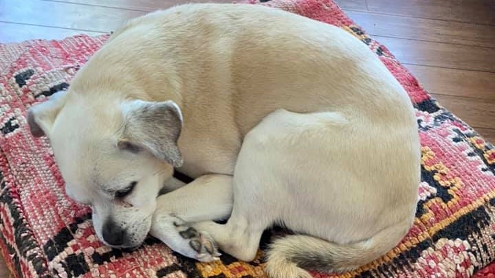WellKnownCo's tweet photo. HUNTSVILLE residents! Buddha is missing!! ⚠️ MISSING DOG ⚠️ Granite Drive, Mineral Springs - Huntsville, ON. A a 14 year old Jack Russell / Pug WENT MISSING JULY 16th. 
Please call ☎ 705-380-2521. @Muskoka411 @huntersbayradio @MuskokaRegion @moosefm1055 😭 https://t.co/eS5VOFfADt