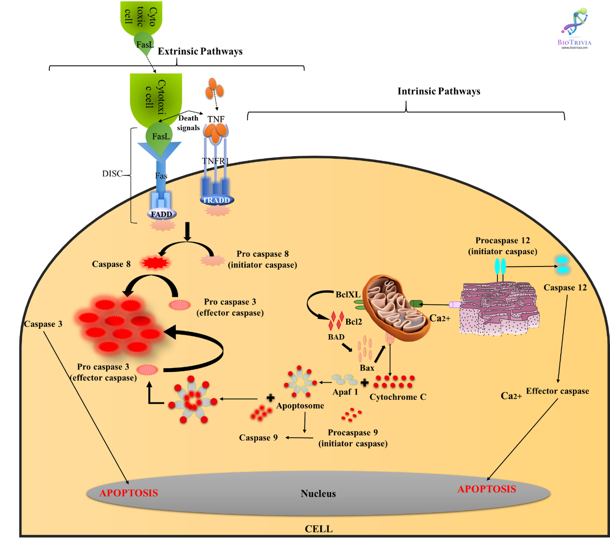 Bio_Trivia's tweet photo. Apoptosis Pathway: Cells may enter intrinsic or extrinsic pathways, leading to programmed cell death. Removal of a villain cell is vital for a healthy life.

Read full article:https://t.co/53JZlpje6j

#Apoptosis #Intrinsic #Extrinsic #Etymology #BioTrivia https://t.co/wIiD4Jqt5R