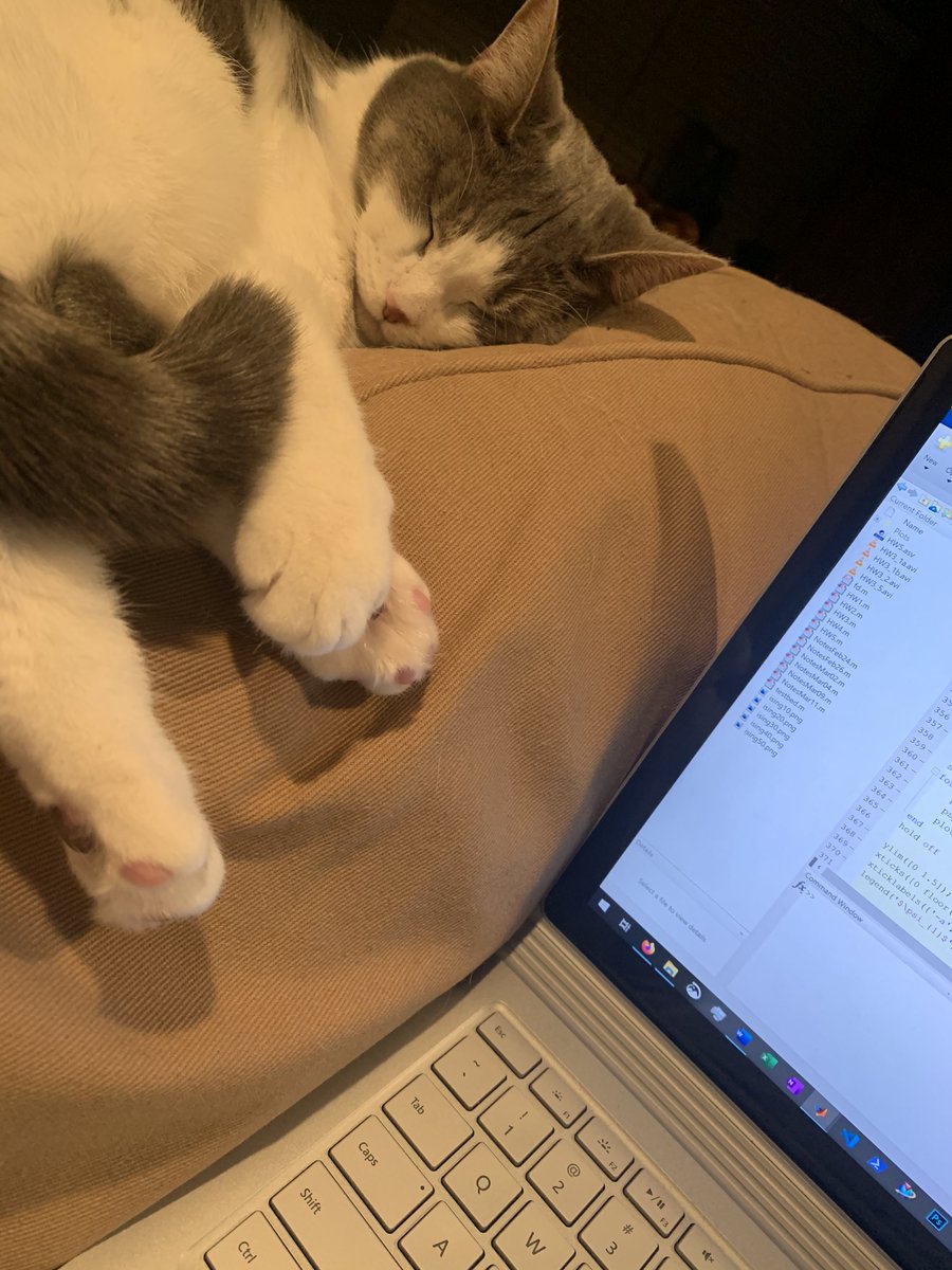 ClarkSchool's tweet photo. Meister belongs to Garrett Miller-Moskal (@UMDAero '20). She is incredibly needy and begins meowing loudly when it's time to be fed or if it's been 5 minutes since anyone noticed her. She's also been very diligent at helping with MATLAB projects. #EngineeringPets https://t.co/8z5EEt4cUG