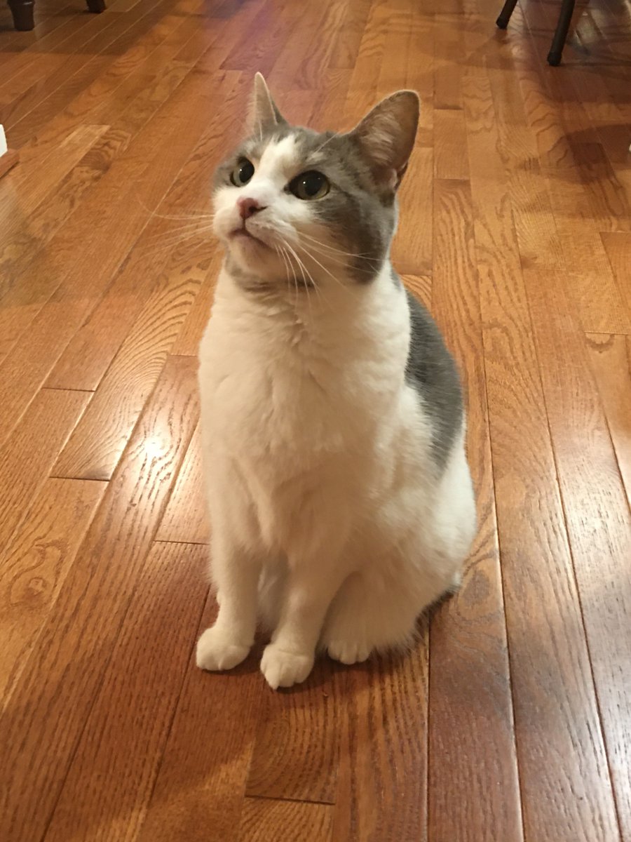 ClarkSchool's tweet photo. Meister belongs to Garrett Miller-Moskal (@UMDAero '20). She is incredibly needy and begins meowing loudly when it's time to be fed or if it's been 5 minutes since anyone noticed her. She's also been very diligent at helping with MATLAB projects. #EngineeringPets https://t.co/8z5EEt4cUG