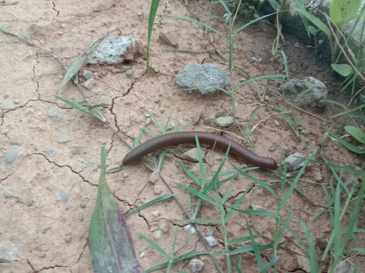 SunilKumarLife's tweet photo. Millipede: A insect 
Very few people know about it that it is not dangerous but if you will read about it, the information is huge.
#millipede #insects #nature https://t.co/SjDEbRTXLn
